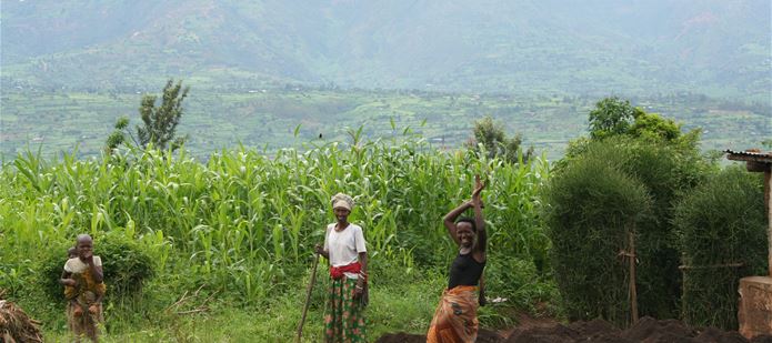 Sustainable solutions to soil pest problems in Rwanda